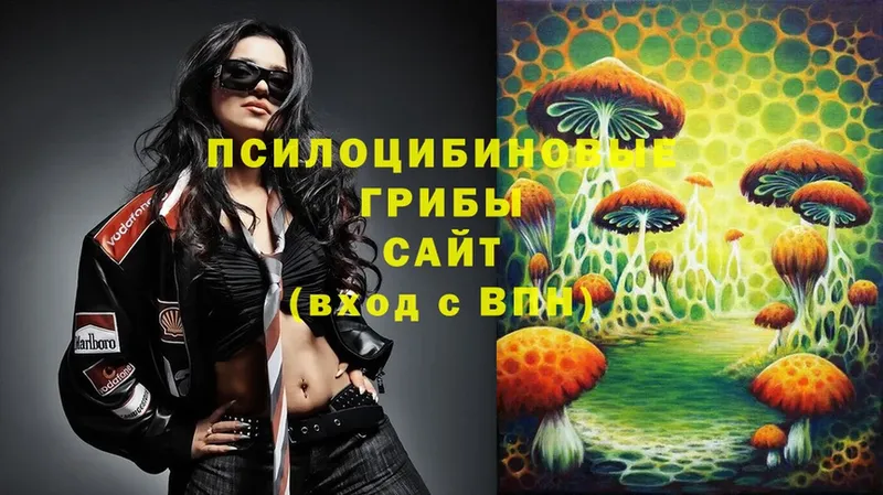 сколько стоит  Верея  Псилоцибиновые грибы MAGIC MUSHROOMS 